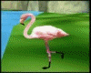request~xo~flamingo bird
