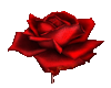 red rose2