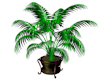 Christmas Palm Plant