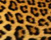 cheetah bby