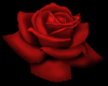 rose red 1