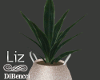 Plant & Vase