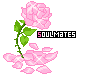 pink soulmate flower