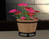 Porch Flower Pot