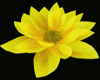 Yellow Flower (lotus)