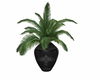 Fine  vase palm plant