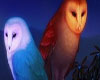 ~ Night Owls Club~