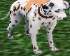 *LH* Dog Dalmatian