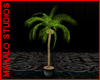 JM Coconut Tree Planter