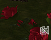 DH. Red Roses Bush