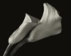 [Lovely] Calla Lilies