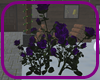 Purple Rose Bushes