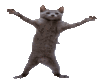 animated cat dancing