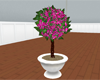 (IKY2) TOPIARY PINK/WHIT