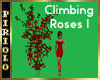 Climbing Roses V 1