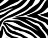 Zebra Print Baby Swing