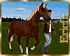 [Efr] Stables Horse B5