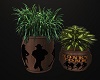 Western Potted Plant