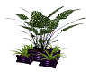 Plant Purple