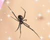 $ Spider belly tattoo