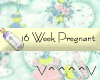 16 Weeks Pregnants (Y)