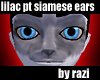 Lilac Pt Siamese Ears