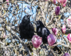 Magnolia Crows