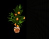 ~Mini Orange Tree~