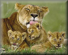 lioness with cubs