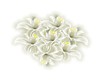 White Lilies Soft Contra