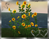 * Sunflowers *
