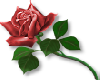 ~DD~ Red Rose 2