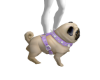 Dog pug action f