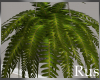 Rus Leaf Fern Plant