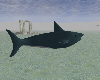 Animated Shark2