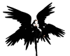 Black Quad Wings Anim.