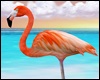 *Y* Red Flamingo