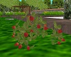 Strawberry Plant/fraises