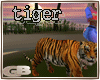 Romantic Walk w Tiger