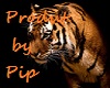 (PNW) Tiger Screen