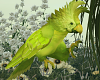 Tropic Parrot Animated