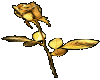 GOLDEN ROSE..
