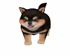 siberiann  animated Pupp
