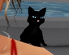 Animated Black Cat