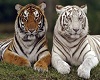 Tigers sticker