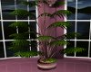 romance potted plant