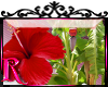 *R* Hibiscus Plant ENH