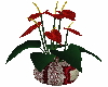 derivable calla lily