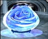 Lampra Rosa Blu