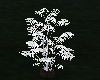 White Plant Trees
